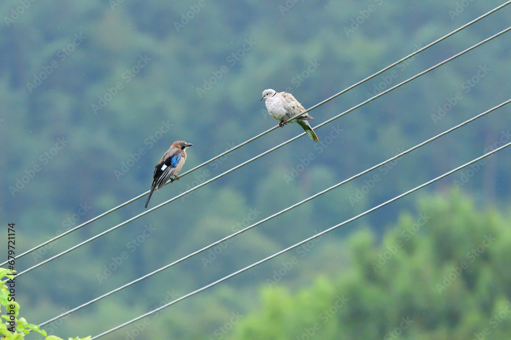 Eurasian collared dove and eurasian jay high on the power line attacking each other