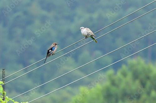 Obraz na płótnie Eurasian collared dove and eurasian jay high on the power line attacking each other w salonie