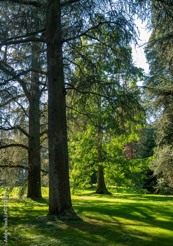 Arboretum, Baumsammlung im Park auf der Insel Mainau, Bodensee, Baden-Württemberg, Deutschland, Europa