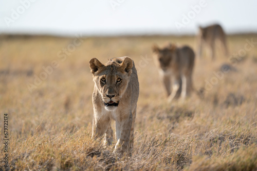 tre leoni photo