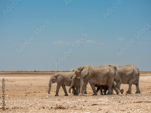 Gruppo di elefanti photo