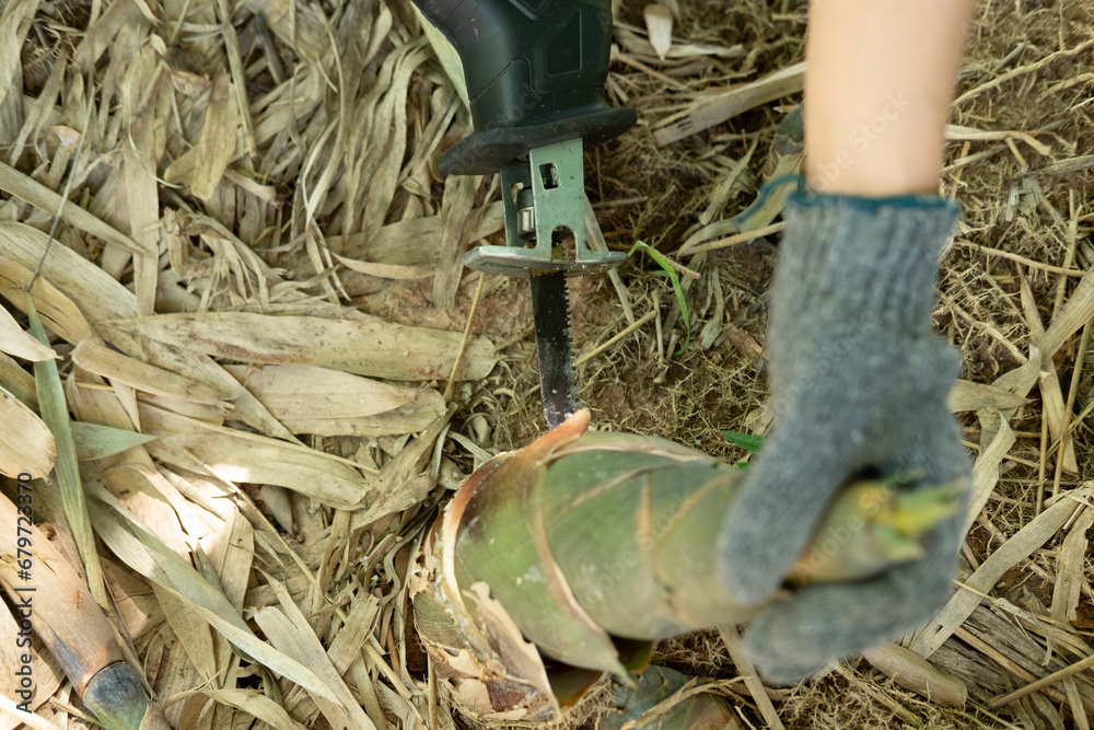 Farmer's hands are using a chainsaw to collect bamboo shoots.