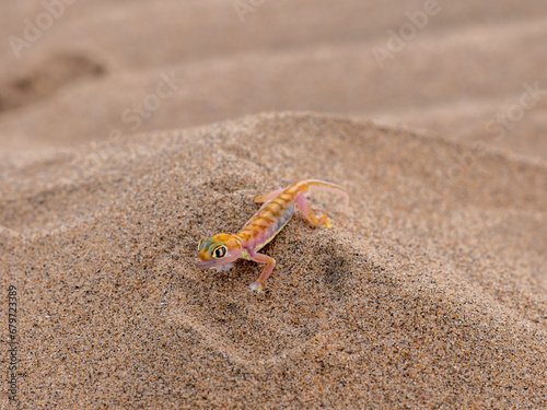  geco palmato (Pachydactylus rangei )