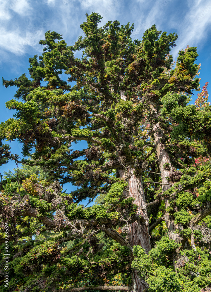 Fototapeta premium Japanische Sicheltanne, Cryptomeria japonica, Bandai Sugi, Familie Taxodiaceae, im Park auf der Insel Mainau, Bodensee, Baden-Württemberg, Deutschland, Europa