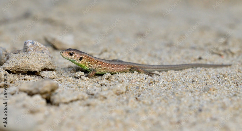 Portrait and macro photography of a sand lizard on the sand on the river bank Portrait and macro photography of a sand lizard on the sand on the river bank