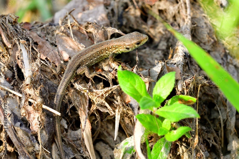 The sand lizard observes the surroundings on the sand on the river bank