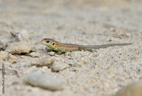 Portrait and macro photography of a sand lizard on the sand on the river bank