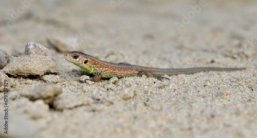 Obraz na płótnie Portrait and macro photography of a sand lizard on the sand on the river bank w salonie