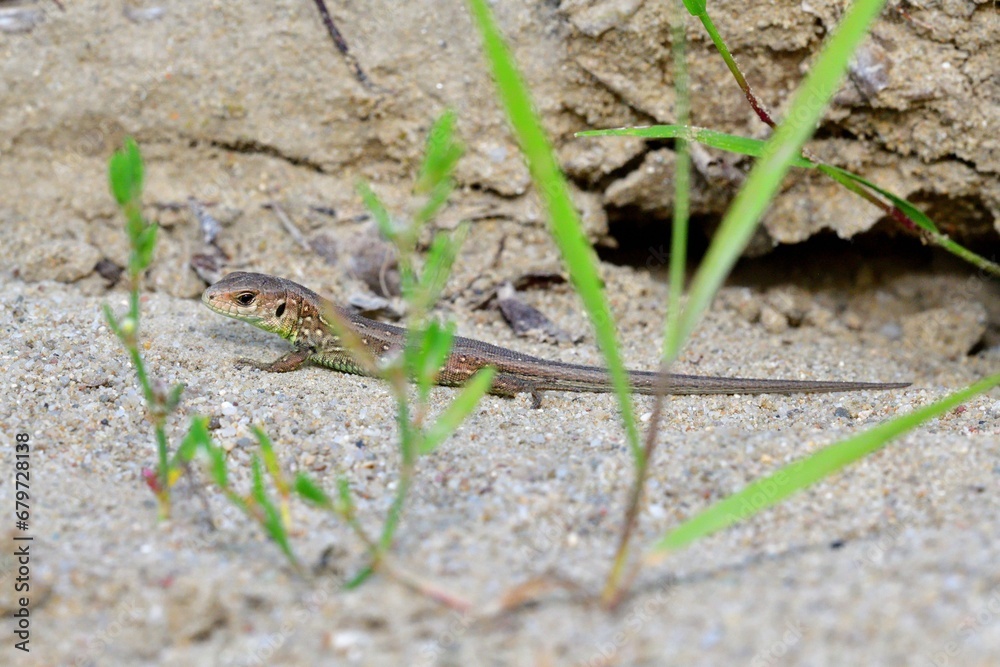 The sand lizard observes the surroundings on the sand on the river bank