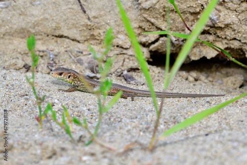 Obraz na płótnie The sand lizard observes the surroundings on the sand on the river bank w salonie
