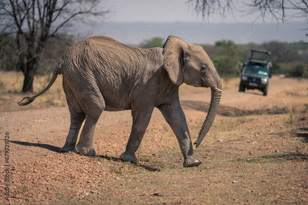 African elephant stands on track near jeep