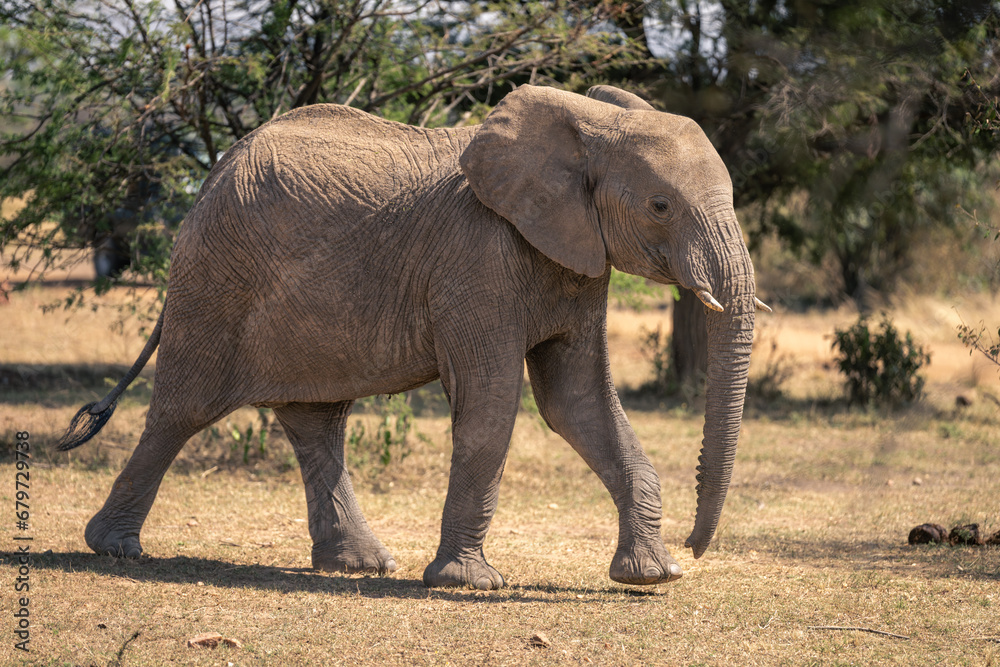 Fototapeta premium African elephant walks past trees in savannah