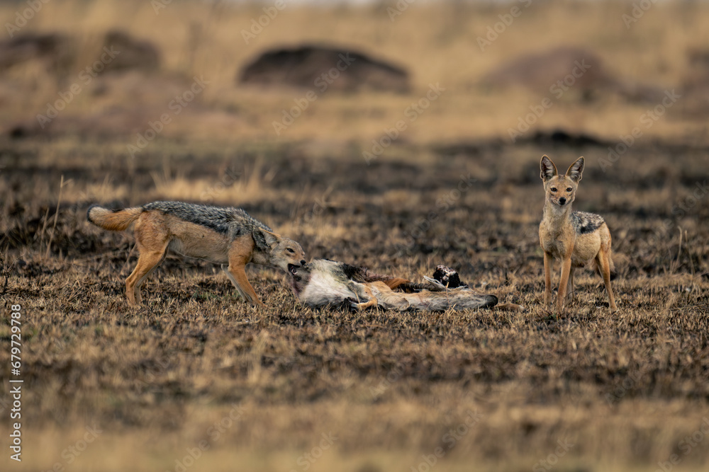 Black-backed jackal stands eating carcase beside another