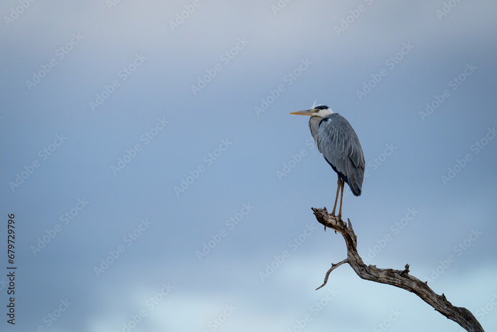 Grey heron on dead branch beneath stormclouds Grey heron on dead branch beneath stormclouds