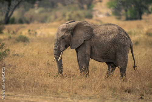 African bush elephant stands grazing on grass