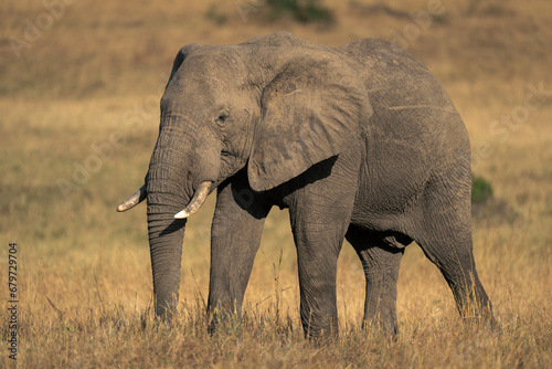 African bush elephant stands in grass plain