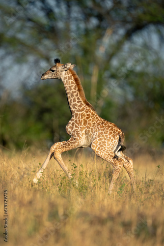 Baby Masai giraffe gallops across grassy clearing