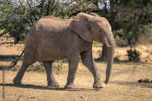 African elephant walks past trees in savannah