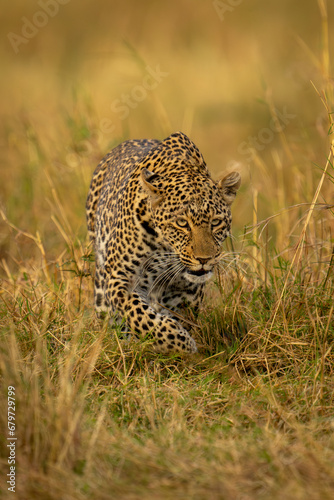 Female leopard stalks through grass lifting paw