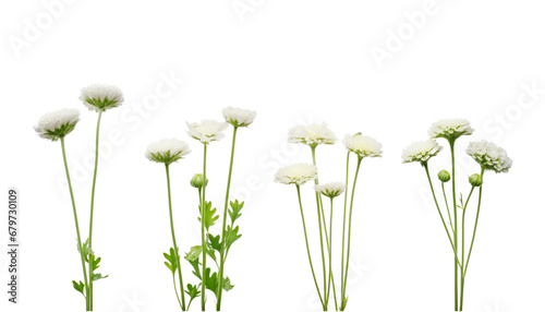 grass flower isolated on transparent background cutout