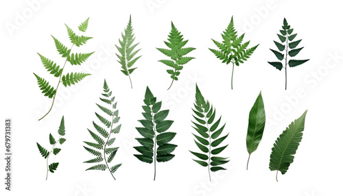 set of fern leaf isolated on transparent background cutout © Papugrat