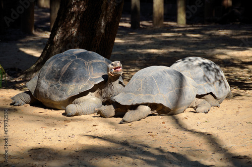 Tortoise turtles at animal reserve