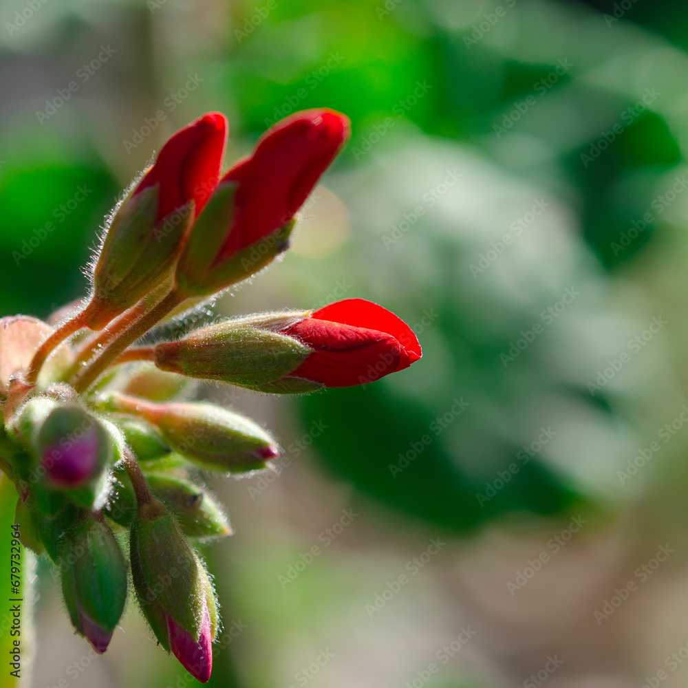 Close-up of red geranium flower bud. Flowers Close-up of red geranium flower bud. Flowers