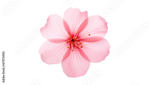 pink flower isolated on transparent background cutout