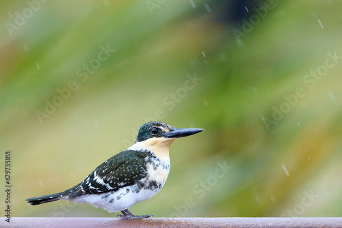 Green kingfisher (Chloroceryle americana) sitting on a rail in the rain on South Padre Island, TX. photo