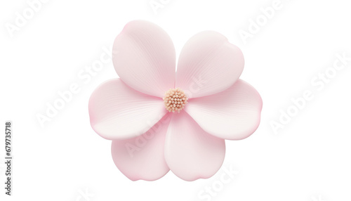 Fototapeta Naklejka Na Ścianę i Meble -  pink flower isolated on transparent background cutout