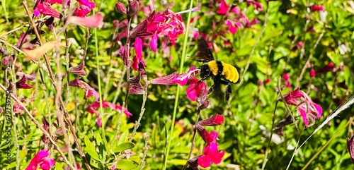 Bumble Bee 1