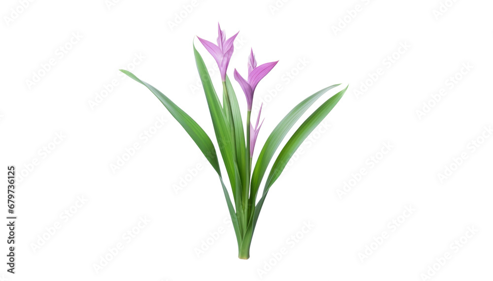 pink flower plant isolated on transparent background cutout