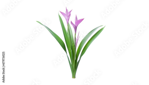 pink flower plant isolated on transparent background cutout