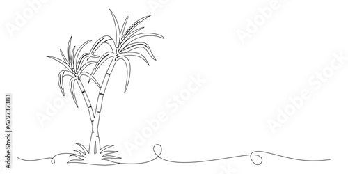 sugarcane