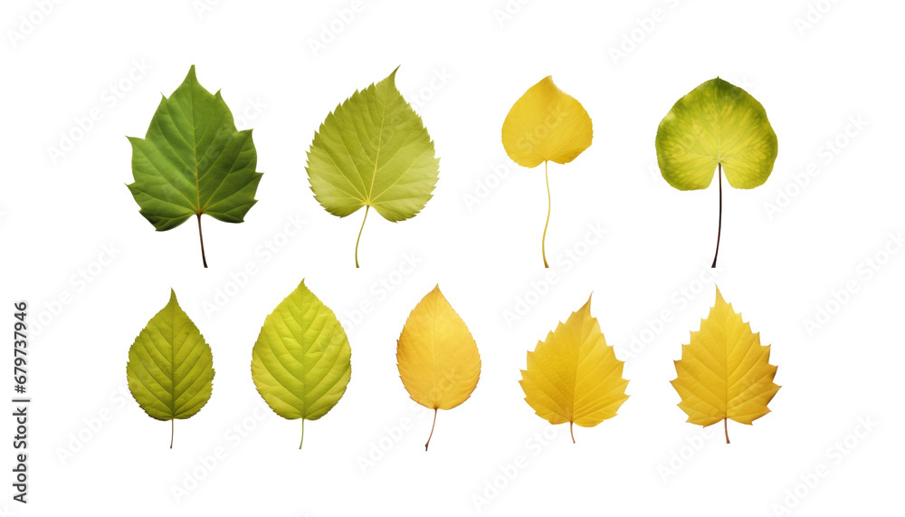 Obraz premium set of leaves isolated on transparent background cutout