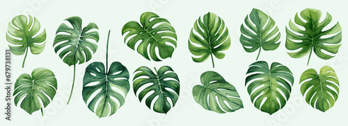 Monstera leaves watercolor painting collection set on an isolated background vector design for cards, wedding invitation and birthday cards
