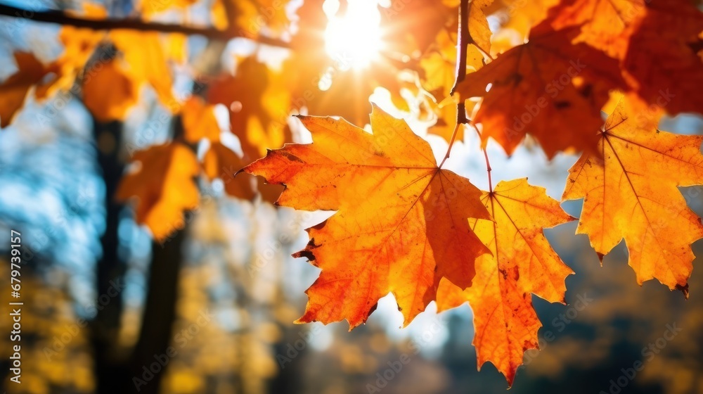 Fototapeta premium Beautiful maple leaves in autumn sunny day in foreground and blurry background