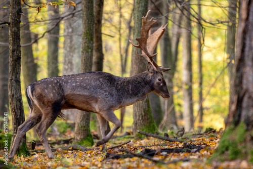 European Fallow Deer - Dama dama  large beautiful iconic animal from European forests and meadows  White Carpathians  Czech Republic.