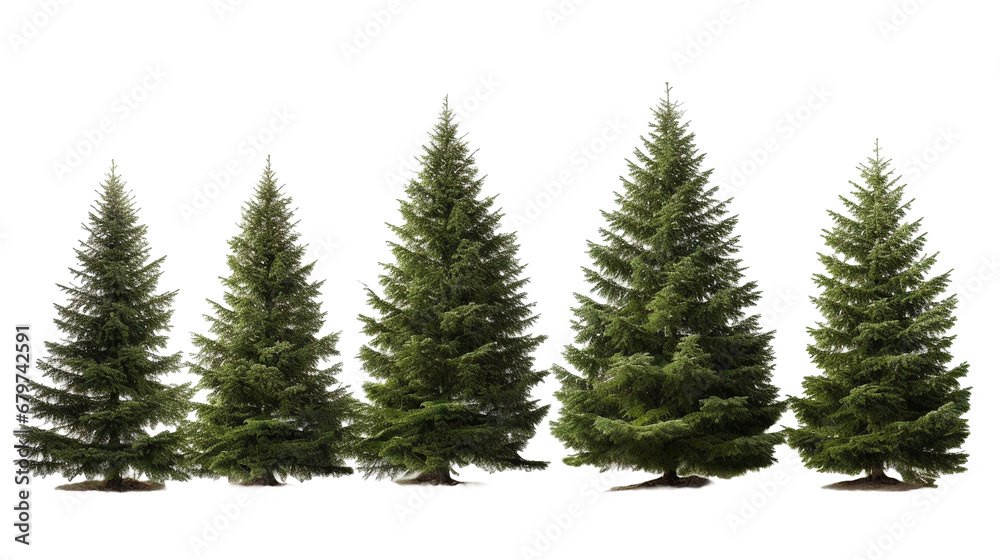 Isolated Balsam Fir trees collection in white transparent background.