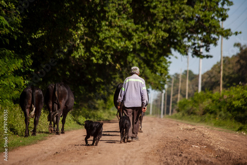 Farmer with his cattle through the streets of his town.
