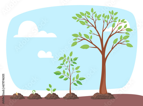 Tree life cycle vector illustration. Seed, seedling, small bush, sapling, old tree. Nature, flora concept