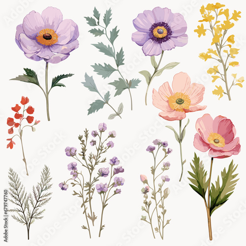 Set of wild field flowers clipart, isolated on white background.