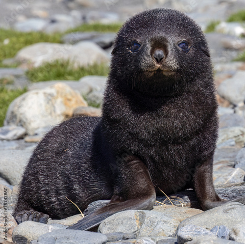 Babby Seal - 1671