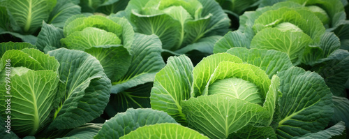 Cabbage plantations grow in the field