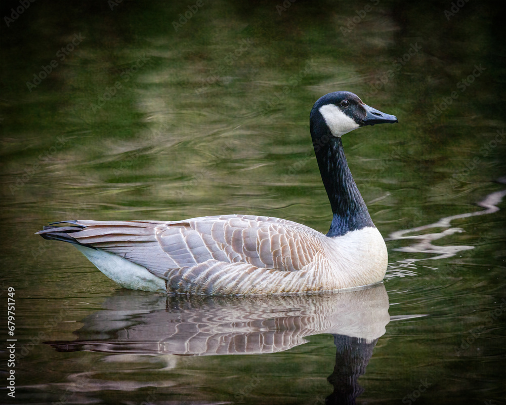 Obraz premium Canada Goose - 5893