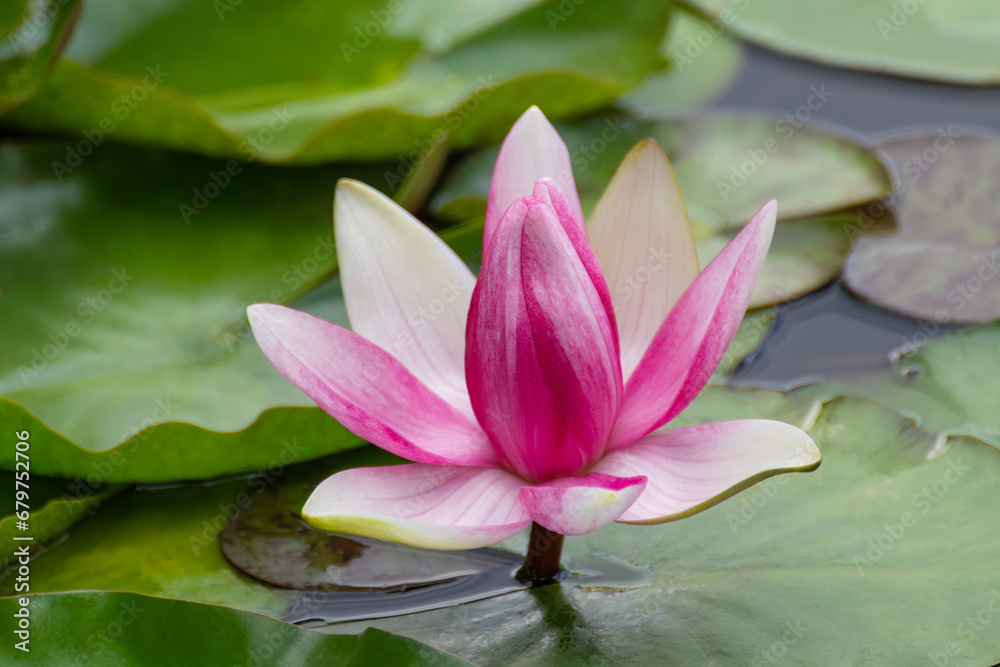 Pink water lilly flower blooming close-up. Lotus with green leaves on pond