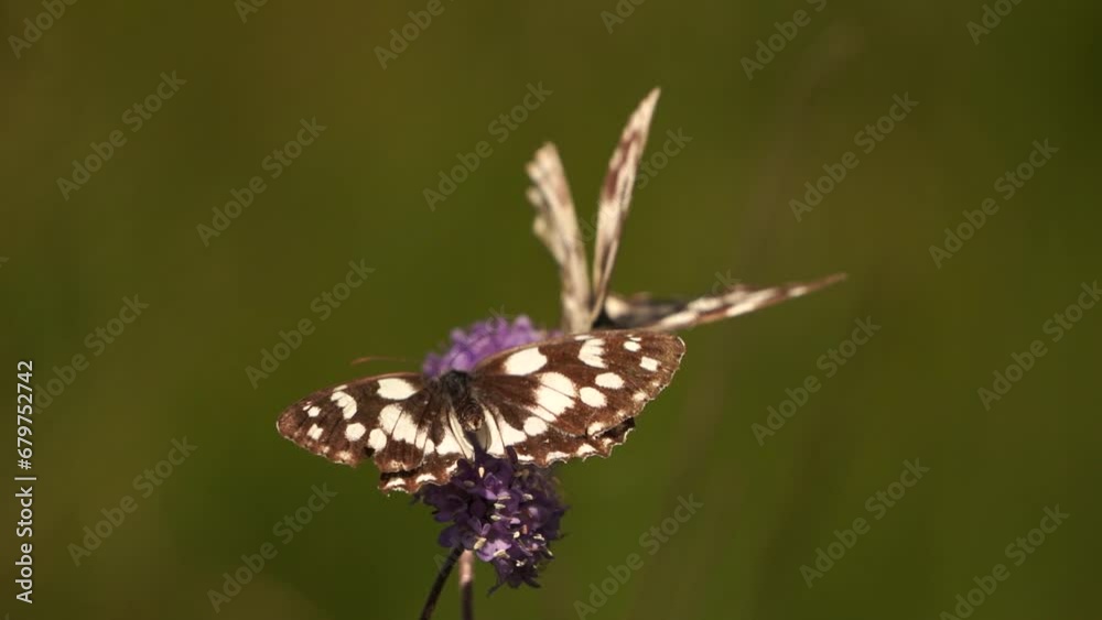 Two marbled whites (Melanargia galathea) foraging on a purple flower in the Alps - slow motion Two marbled whites (Melanargia galathea) foraging on a purple flower in the Alps - slow motion