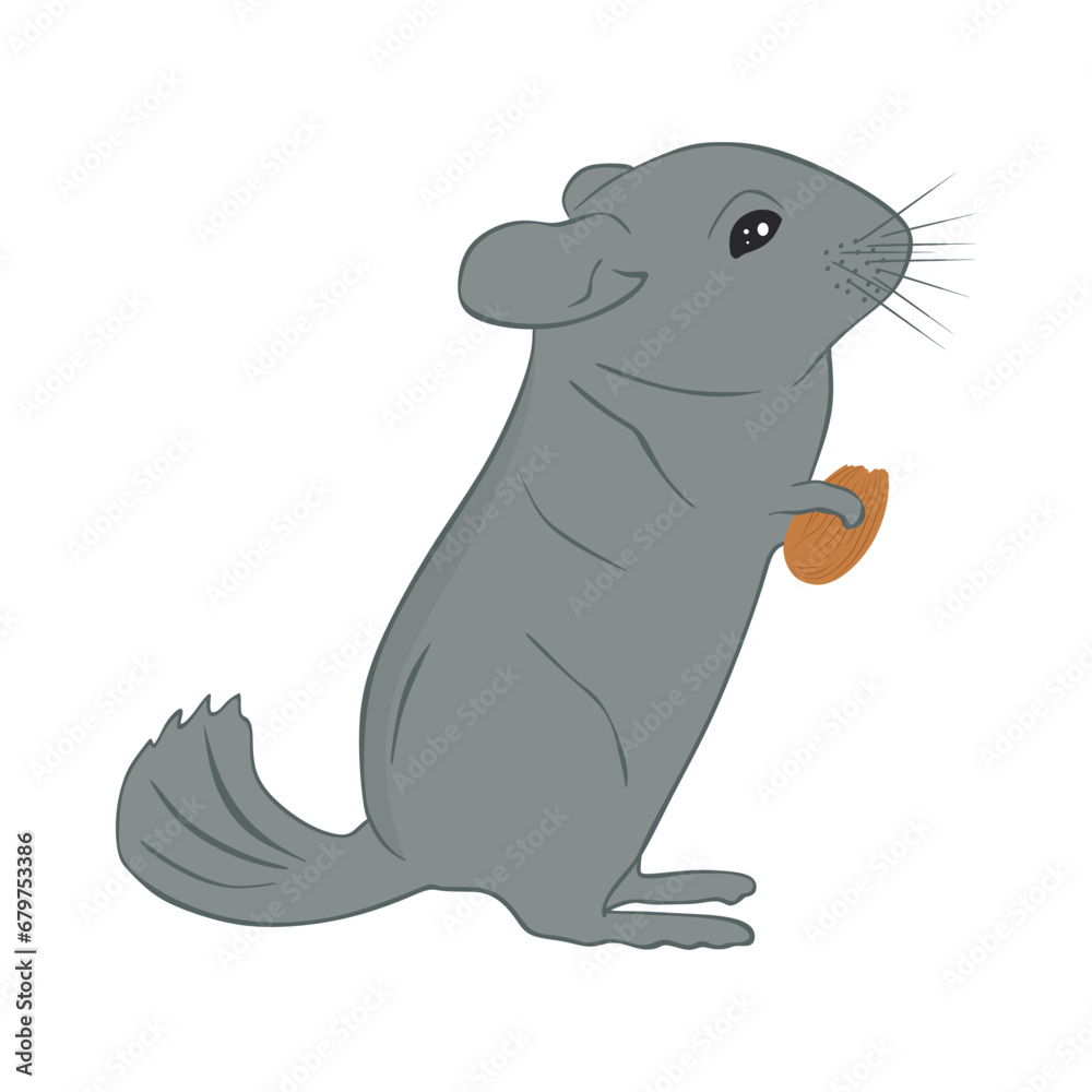 Cute chinchilla holds a nut in his hand. Chinchilla eats an almond seed. Small South American rodent with soft gray fur and a long bushy tail. Colored flat vector illustration isolated on white