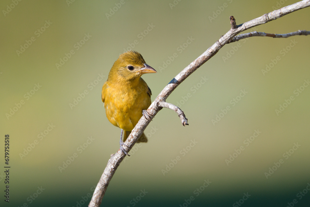 Obraz premium Female Summer Tanager perched on a branch.