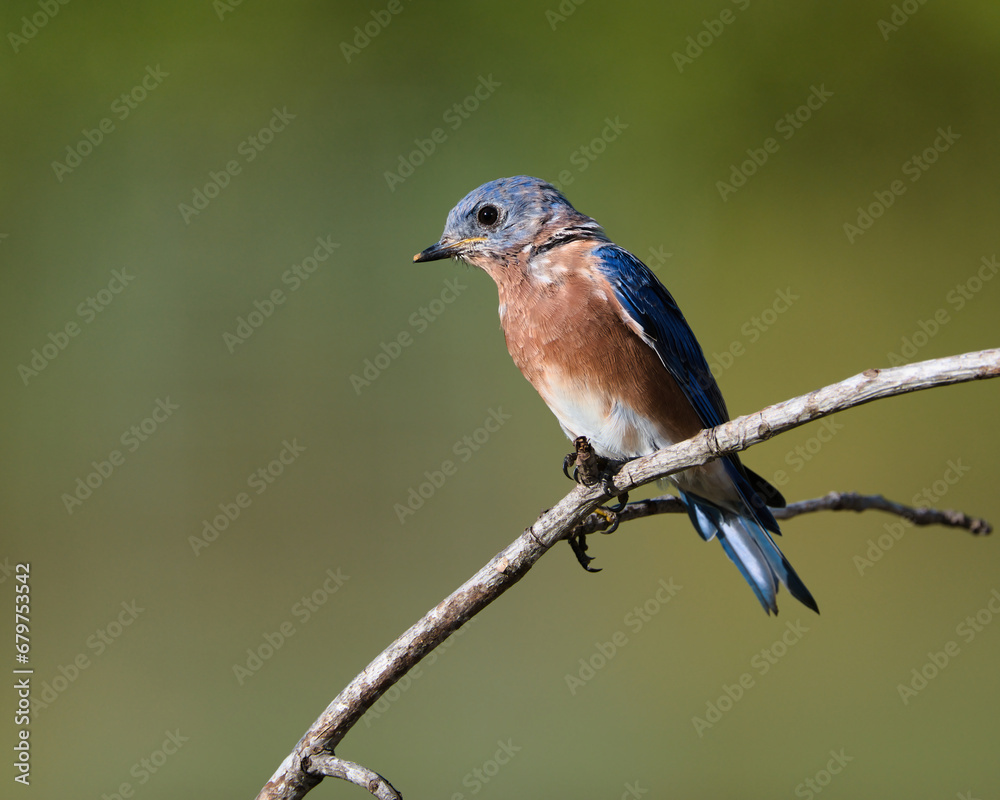 Male Eastern Bluebird perched on a branch. Male Eastern Bluebird perched on a branch.